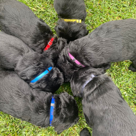 Group of puppies wearing colourful collars huddled together on a surface