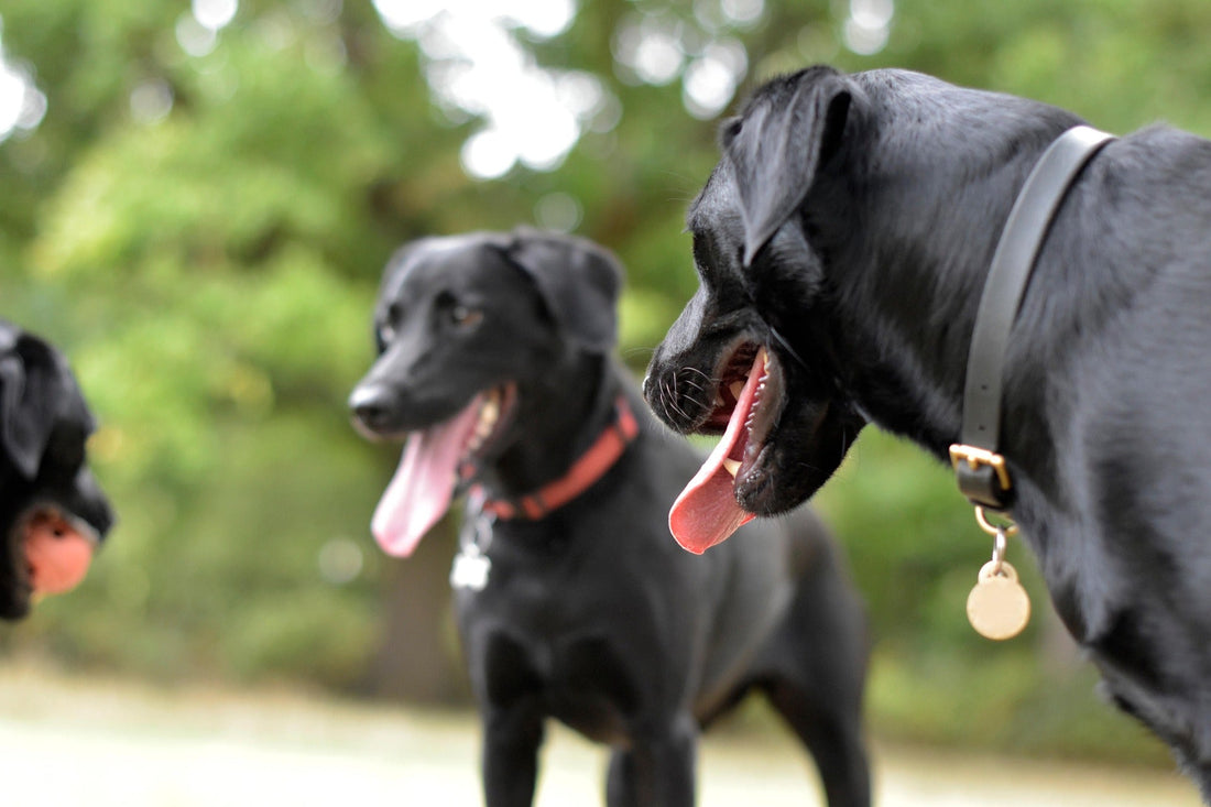 Dog Park Behaviour Tips: How to Keep Your Pup Safe, Social, and Happy