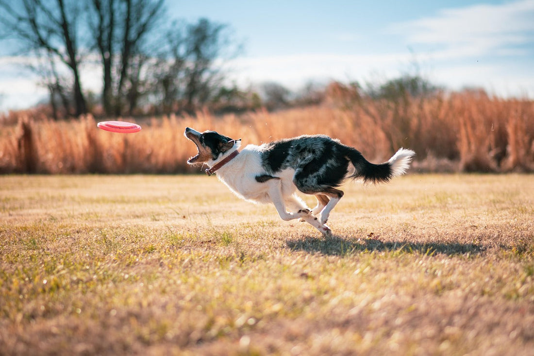 Impulse Control for Dogs: Calm Starts with Choice