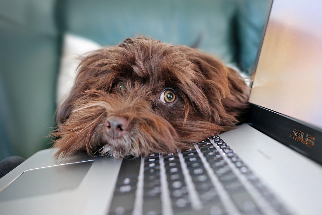 How Working from Home Changes Your Dog’s Routine (and How to Adapt)