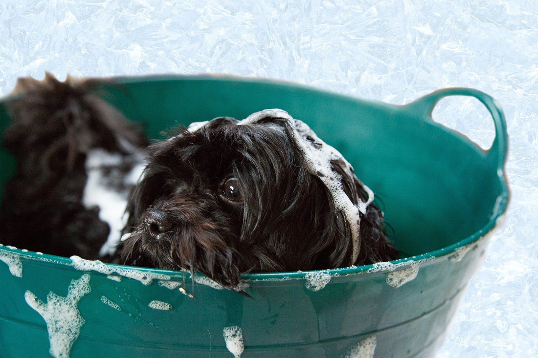 The Dog Hygiene Guide: Easy At-Home Care Tips for a Healthy, Happy Pup