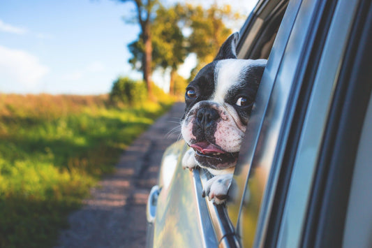 Planning Your Dog-Friendly Road Trip in Australia
