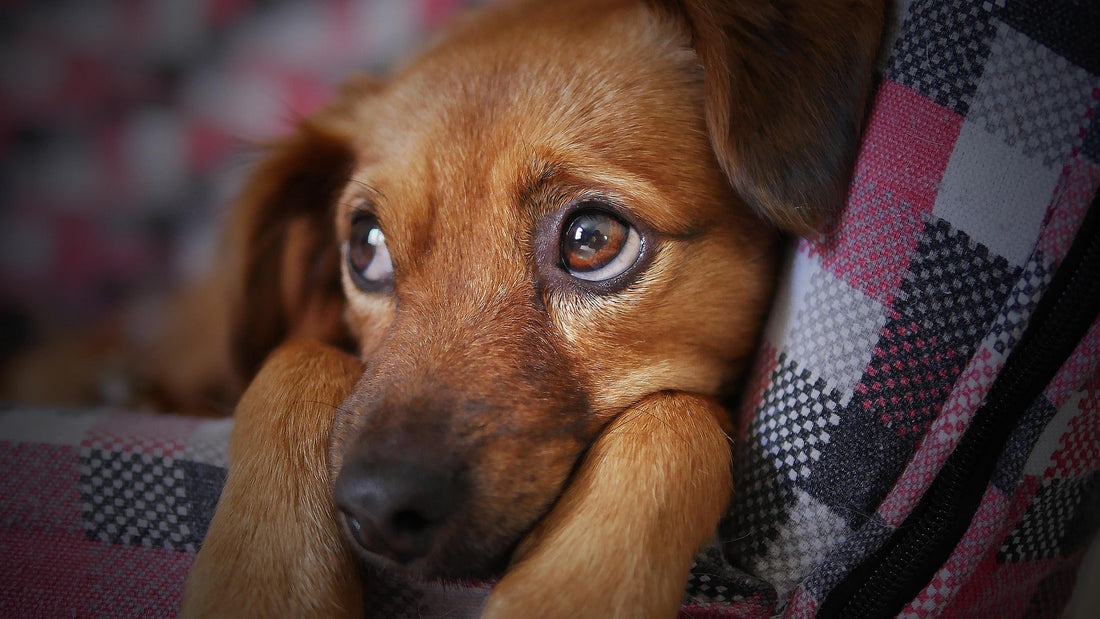 Understanding Fear Periods in Puppies