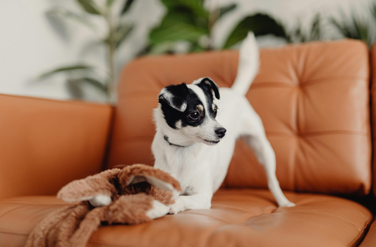 Why Your Dog Is Still Wired After a Long Walk