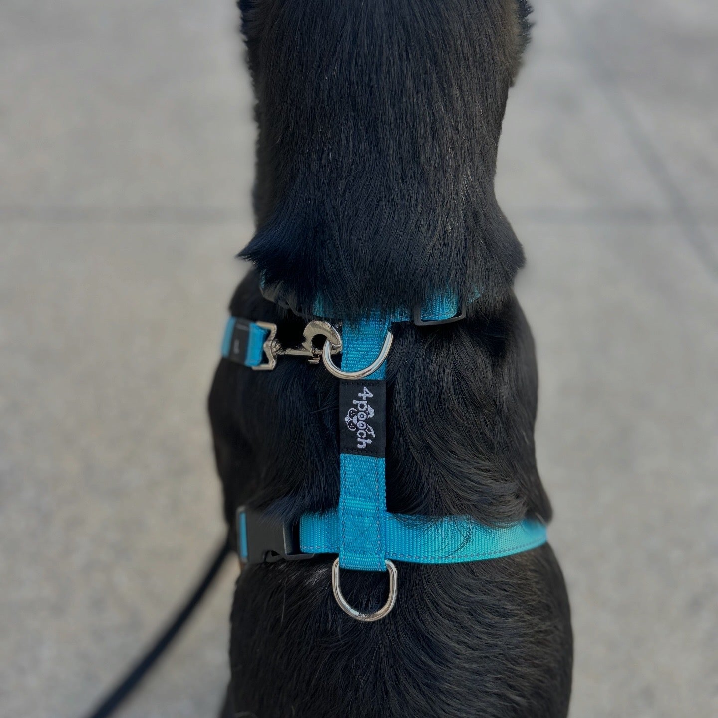4Pooch Control Harness with Connector Lead