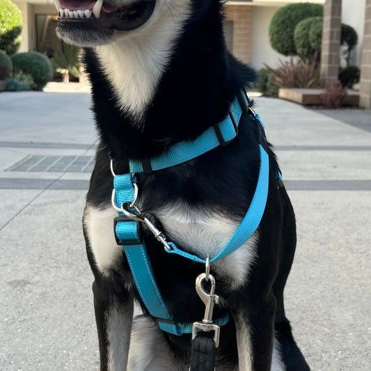 4Pooch Control Harness with Connector Lead