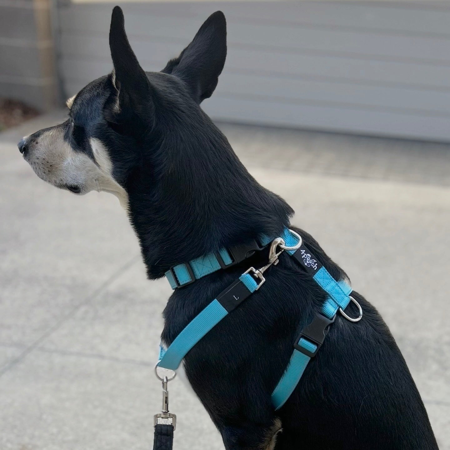 4Pooch Control Harness with Connector Lead