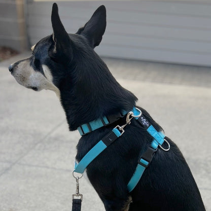 4Pooch Control Harness with Connector Lead
