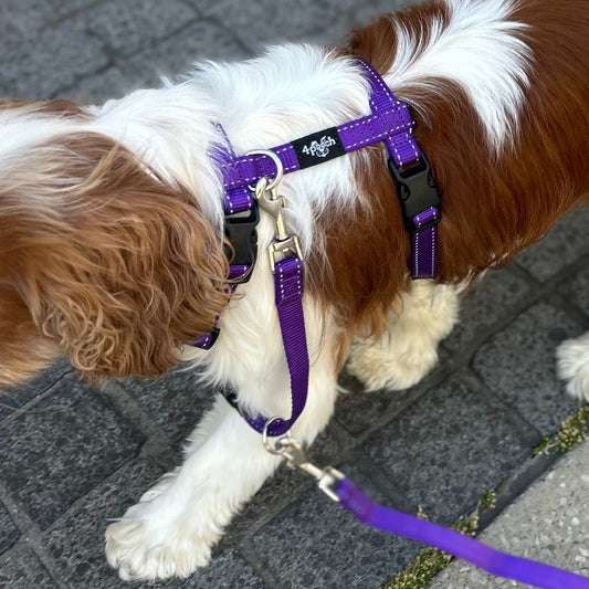 Dog wearing a purple harness and leash on a paved surface