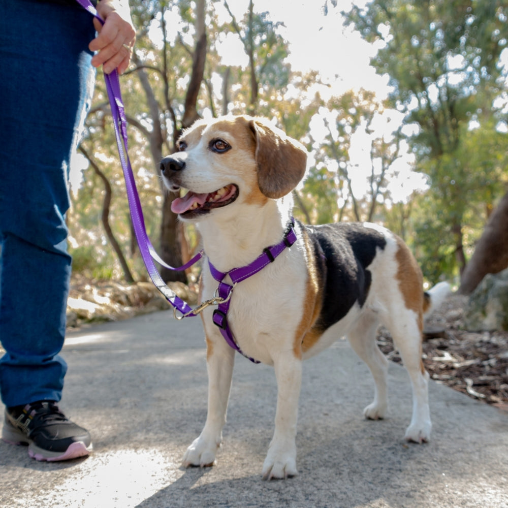 Dog on a leash with a person, standing on a path with trees in the background