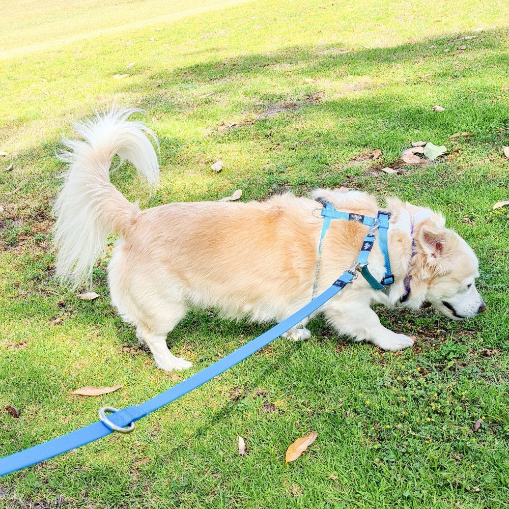 Dog on a leash in a grassy area