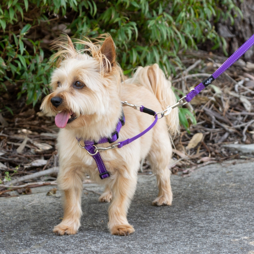 Small dog on a leash with a purple harness, standing outdoors.