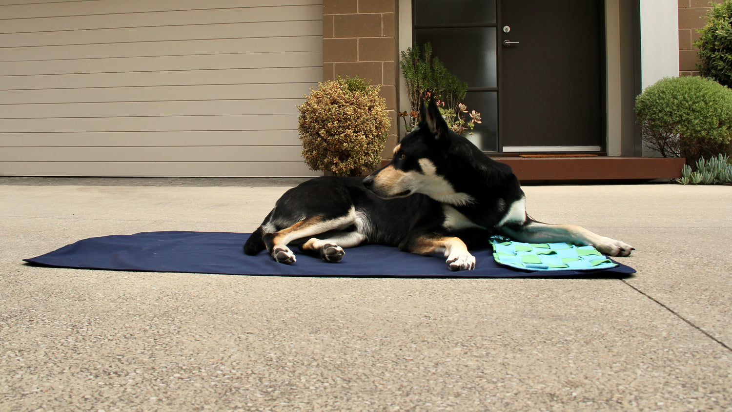 A dog lying on a blue mat outside a building.