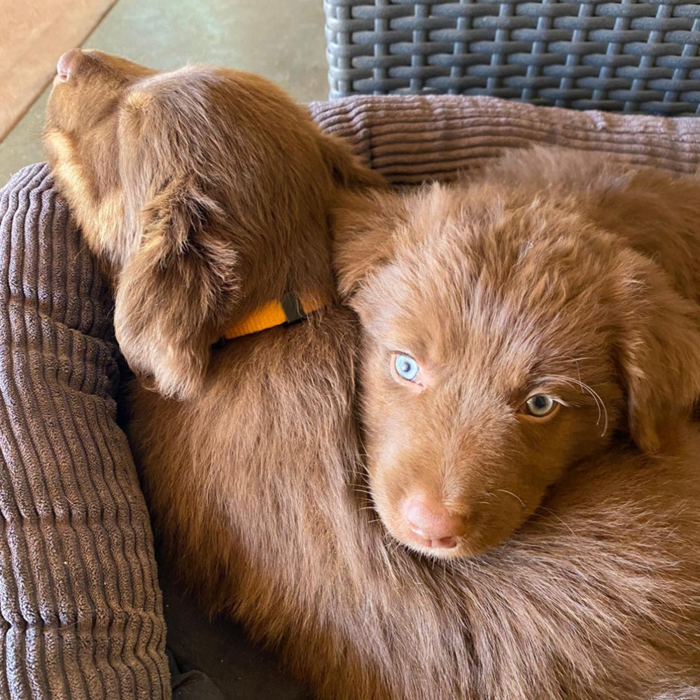 Brown dog with blue eyes lying on a textured surface