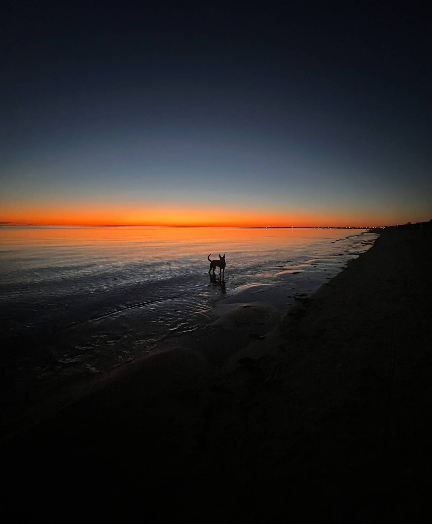 Dog standing in shallow water at sunset on a beach