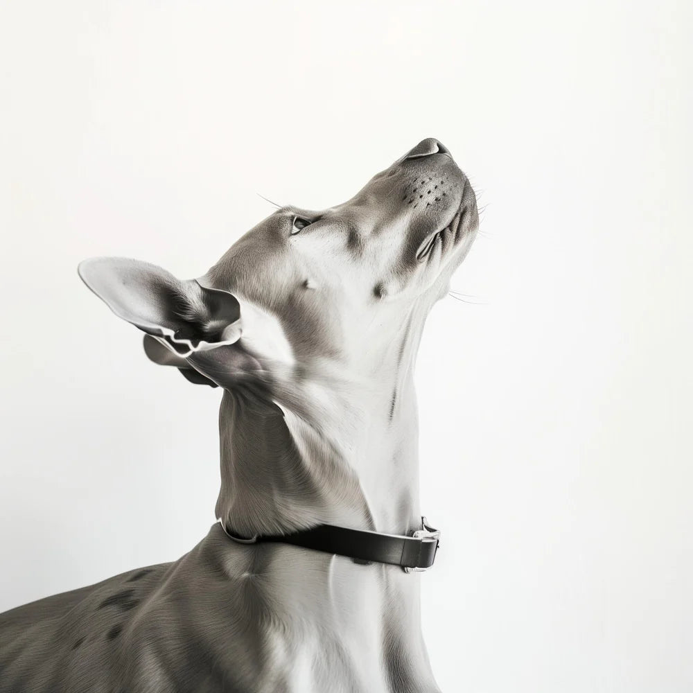 Dog wearing a collar on a white background