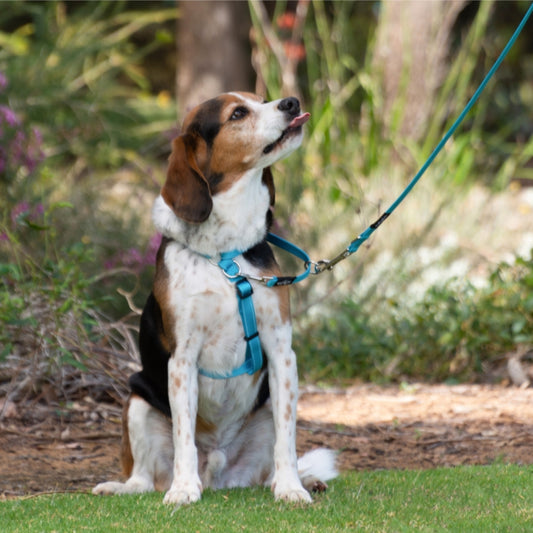 Dog on a leash sitting on grass with a natural background