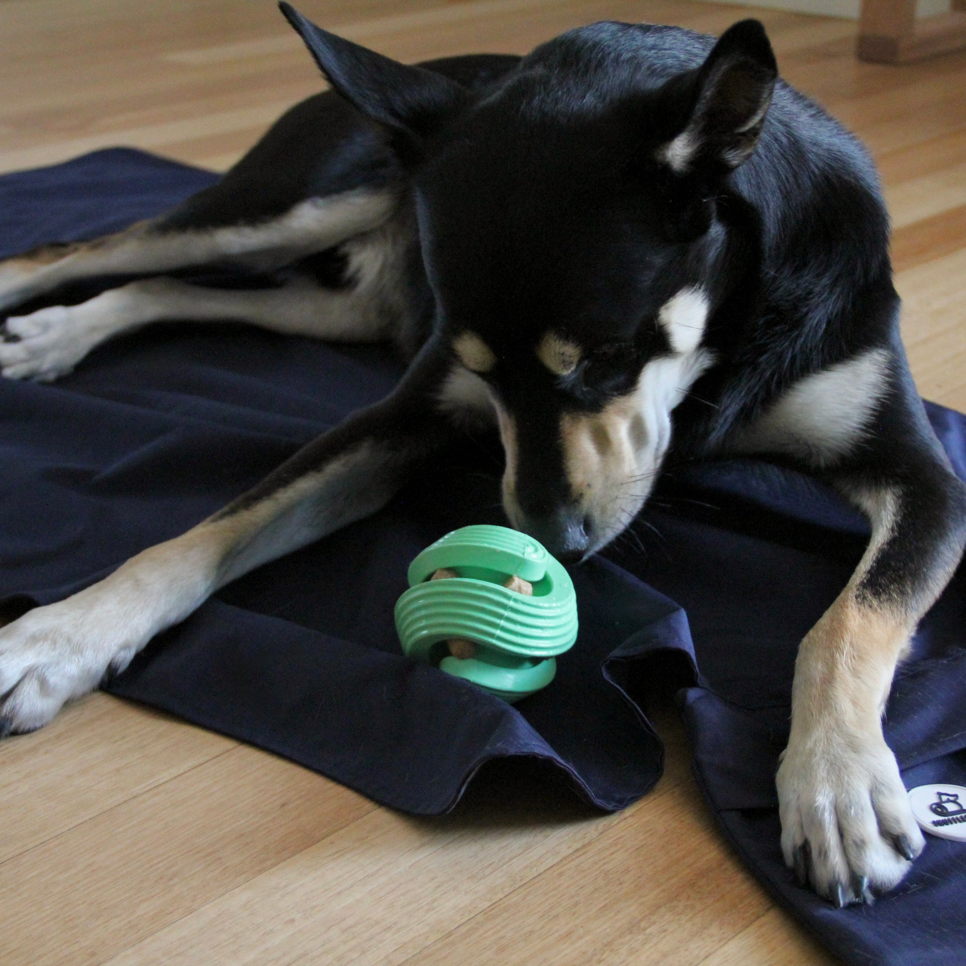 Dog lying on a dark blanket with a green toy on a wooden floor