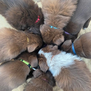 Group of puppies wearing colourful collars huddled together on a surface