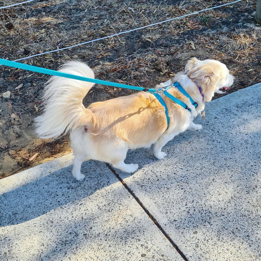 Dog on a leash walking on a sidewalk with a wire fence in the background
